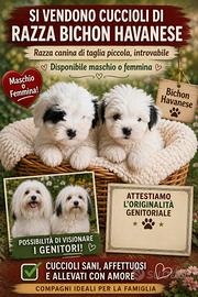 Cuccioli Bichon Havanese