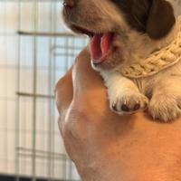 Cuccioli Cocker Spaniel con Pedigree (Francini)
