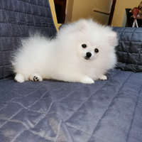 Spitz tedesco nano pomerania con pedigree enci