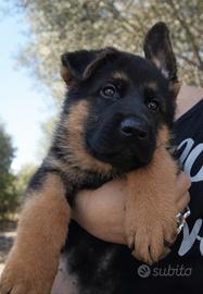 Cuccioli pastore tedesco maschi