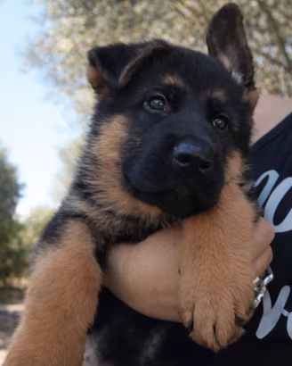 Cuccioli pastore tedesco maschi