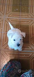 west highland terrier 