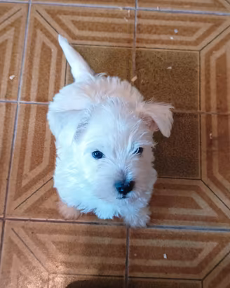 west highland terrier 