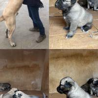 Kangal