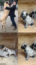 Kangal