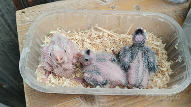 Disponibili di pulli da allevare a mano