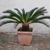 cycas 