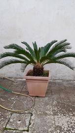 cycas 