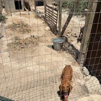 Cuccioli seguci maremmani