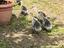 Immagine 4