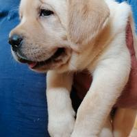 Labrador cuccioli