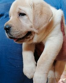 Labrador cuccioli