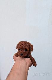 Barboncini Toy e mini Toy Red Brown