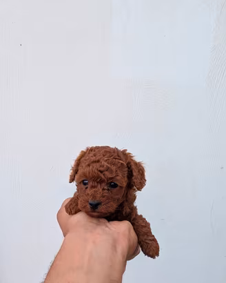 Barboncini Toy e mini Toy Red Brown