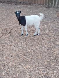 Coppia tibetane