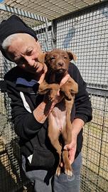 Ambra: 3 mesi taglia contenuta