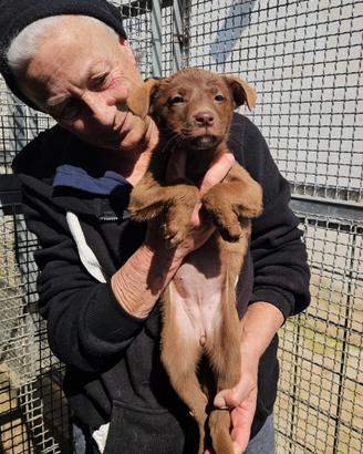 Ambra: 3 mesi taglia contenuta