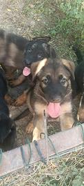 cane da pastore tedesco 