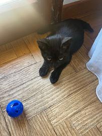 Gattini 3 mesi