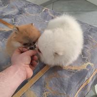 Cuccioli di spitz pomerania mini toy