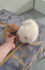 Cuccioli di spitz pomerania mini toy