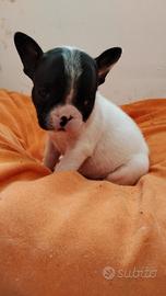 Cuccioli di bulldog francese