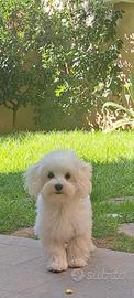 Cuccioli di matese