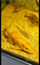 Plecostomus
