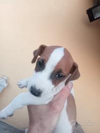 Cane Jack Russel 