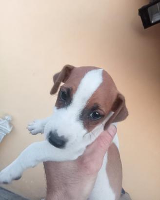 Cane Jack Russel 