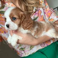 Cucciolo di Cavalier King