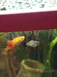 Platy femmine