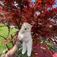 Spitz toy di Pomerania