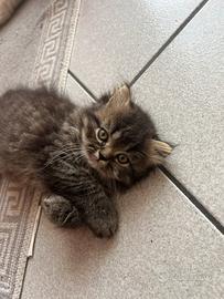 Gattini Persiani