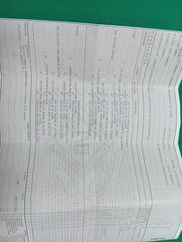 Dogo argentino con pedigree