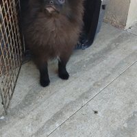 Cucciolo Spitz tedesco nano