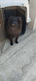 Cucciolo pomerania