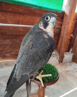 Disponibili falchi sacri e falco pellegrino