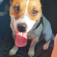 Cane jack Russel