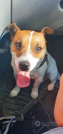 Cane jack Russel