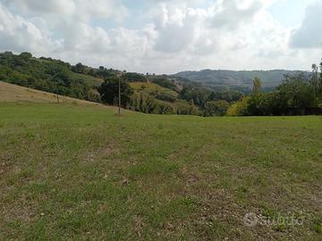 Terreno edificabile di 5.5 ha con ulivi