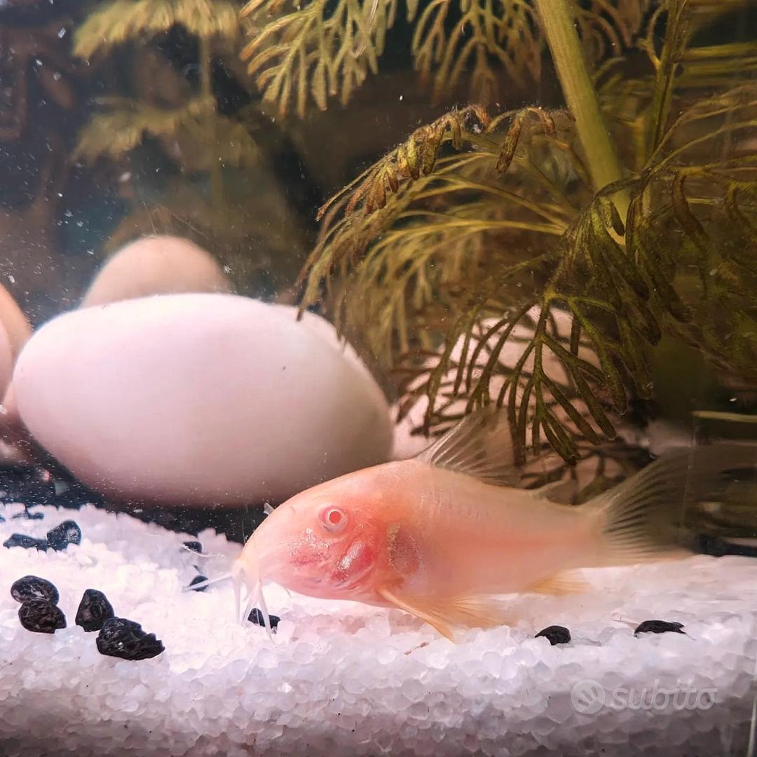 Acquario Animali In vendita a Arezzo