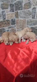 Barboncini barboncino cuccioli cucciolo