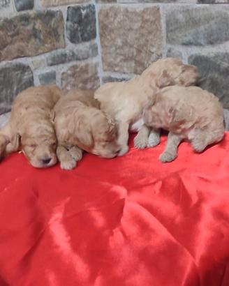 Barboncini barboncino cuccioli cucciolo