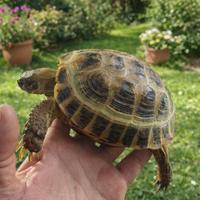 Testuggine Horsfieldi