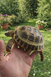 Testuggine Horsfieldi