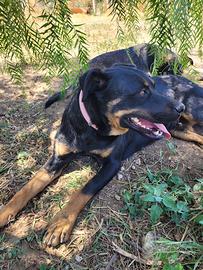 1 anno mix Rottweilers