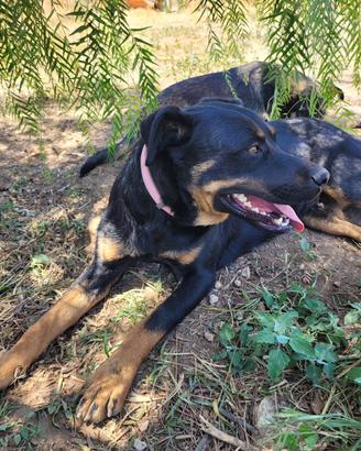 1 anno mix Rottweilers