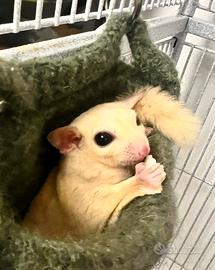 Petauri dello zucchero