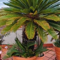 Cycas